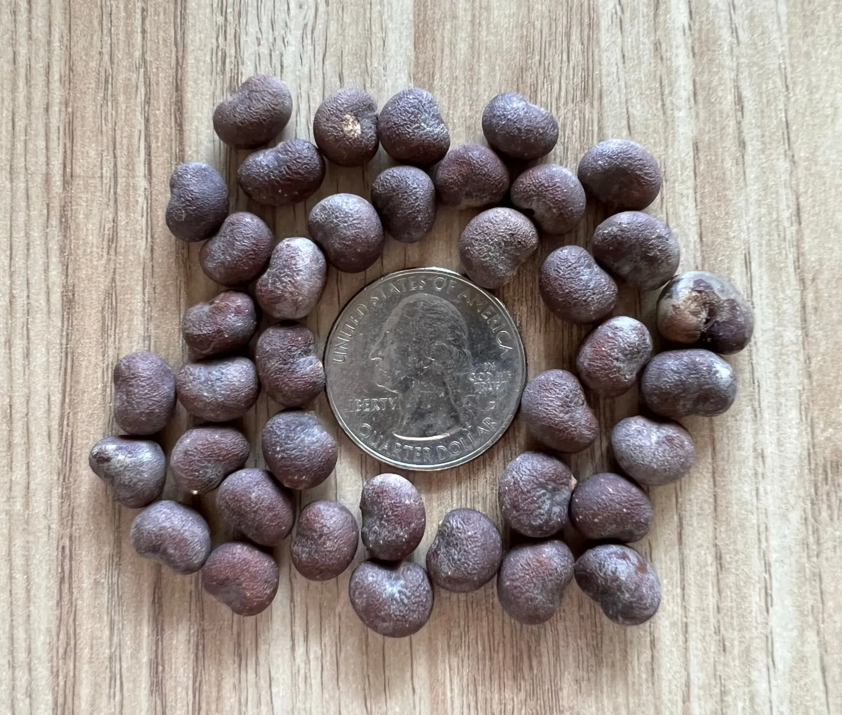 African Baobab  5 Seeds  Adansonia digitata