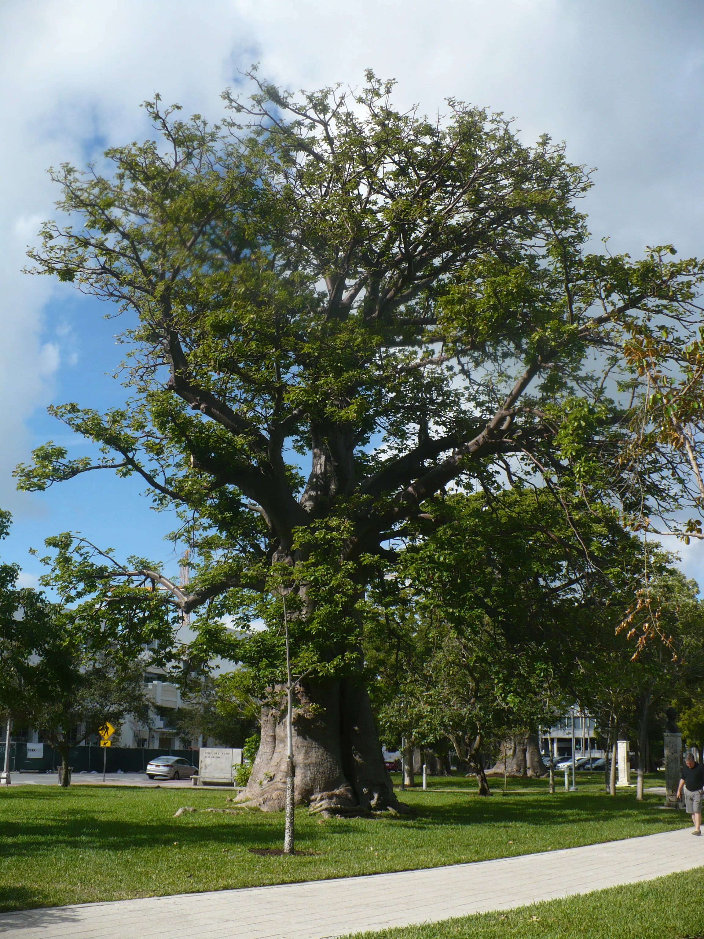 African Baobab  5 Seeds  Adansonia digitata