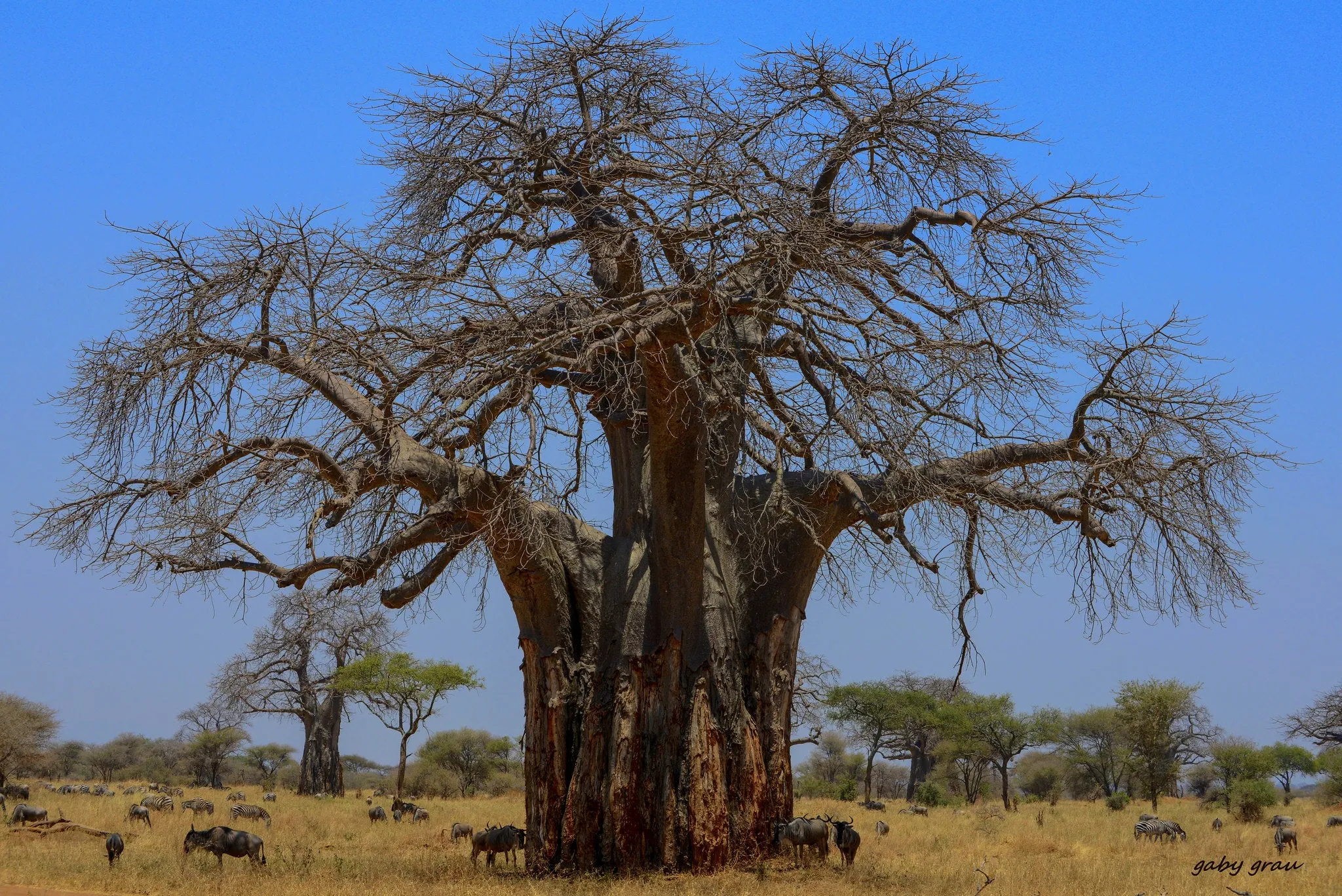 African Baobab  5 Seeds  Adansonia digitata