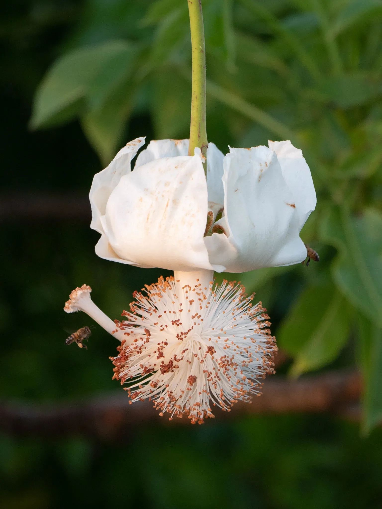 African Baobab  5 Seeds  Adansonia digitata