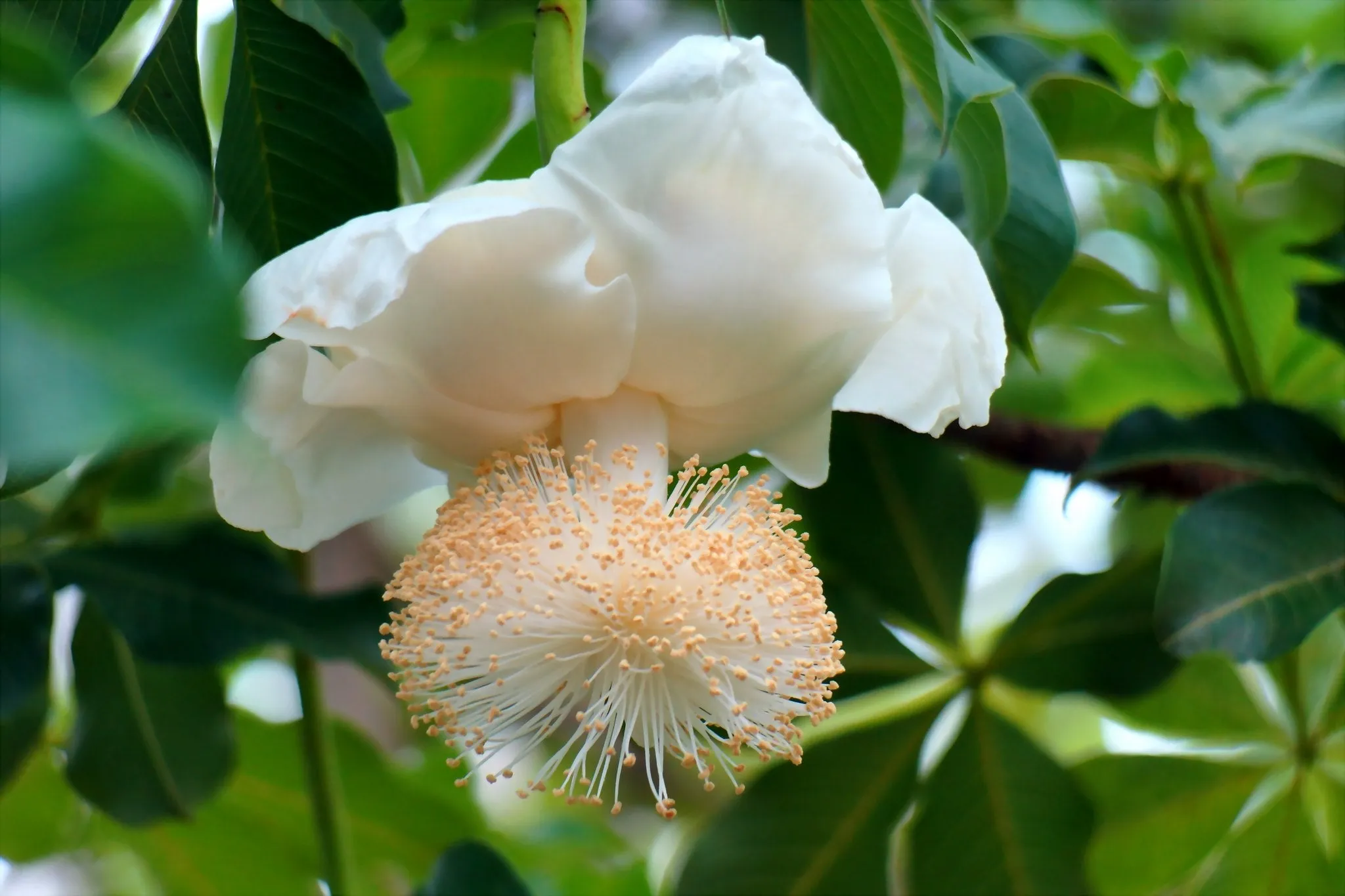 African Baobab  5 Seeds  Adansonia digitata