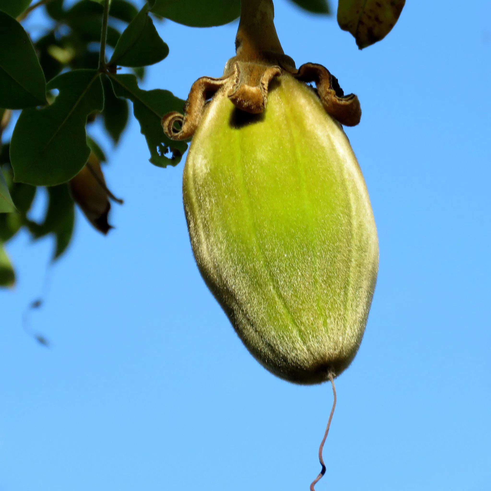 African Baobab  5 Seeds  Adansonia digitata