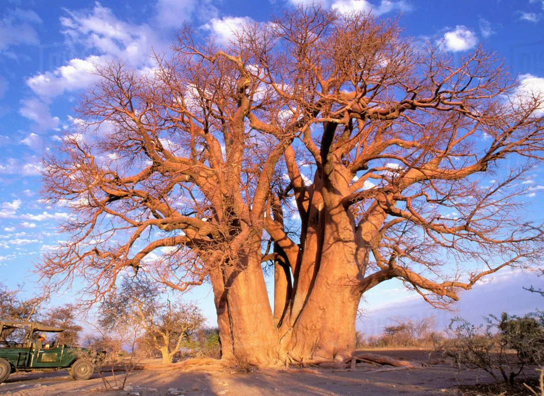 African Baobab  5 Seeds  Adansonia digitata