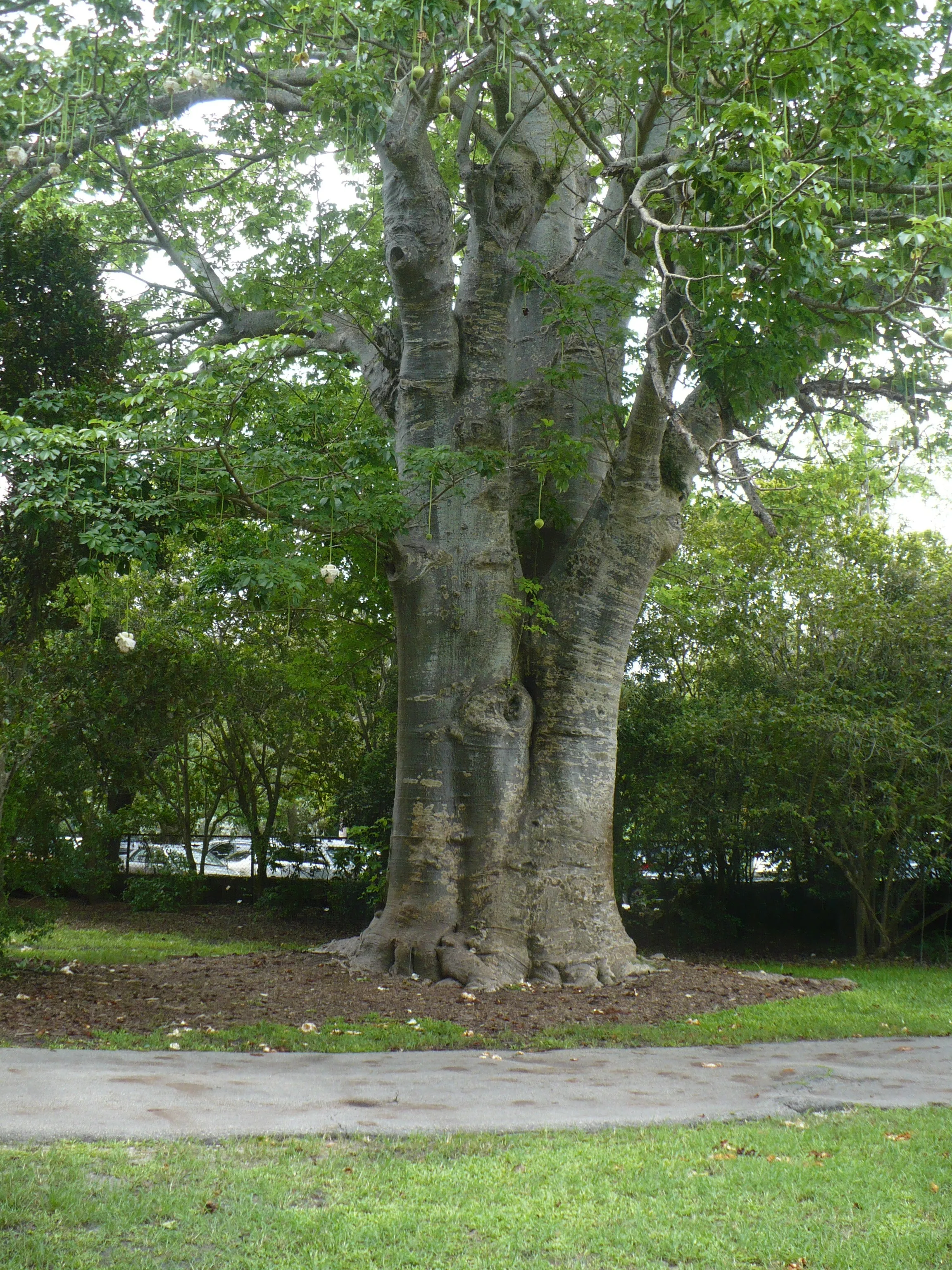 African Baobab  5 Seeds  Adansonia digitata