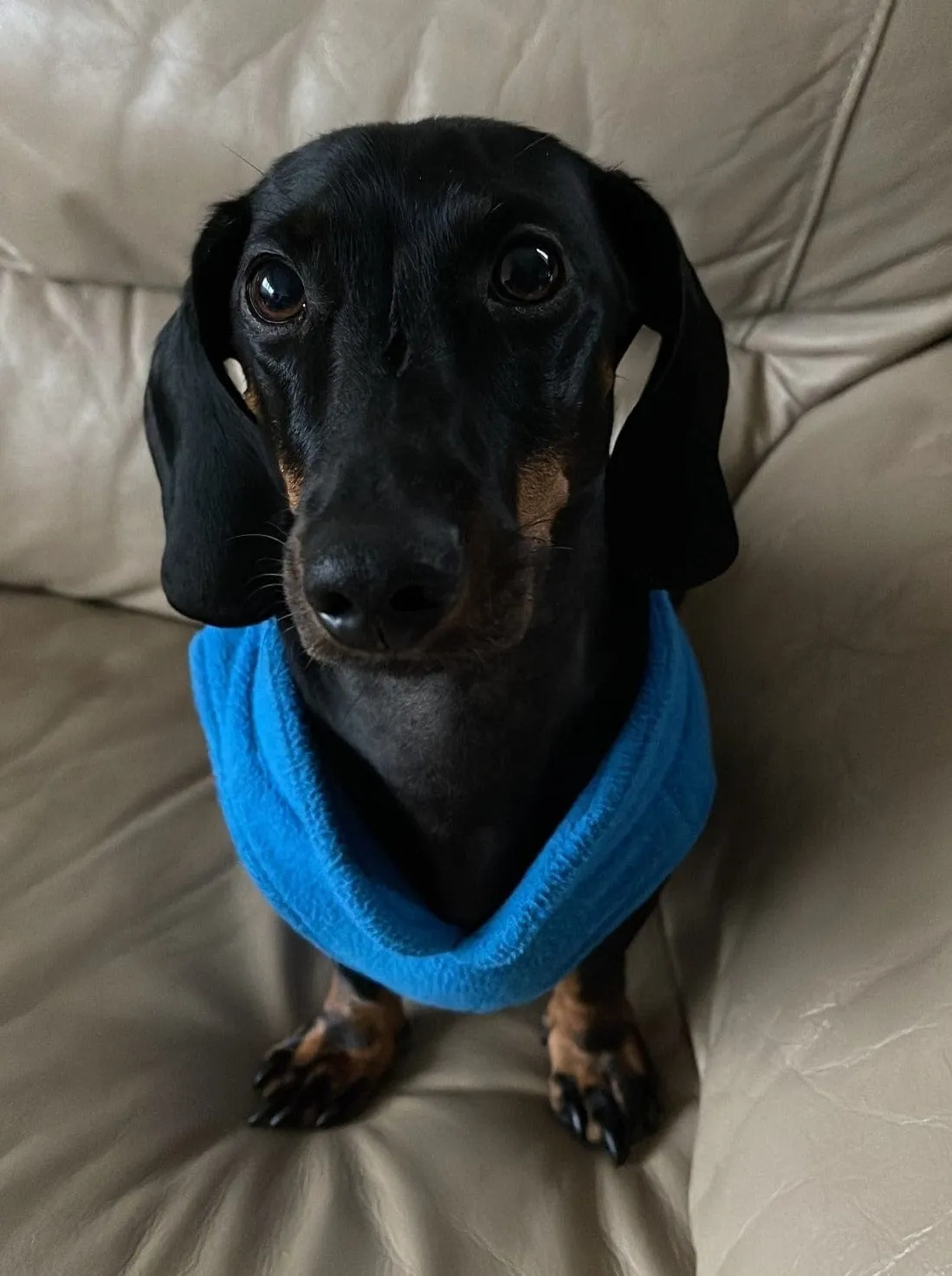 Fleece Dachshund Jacket