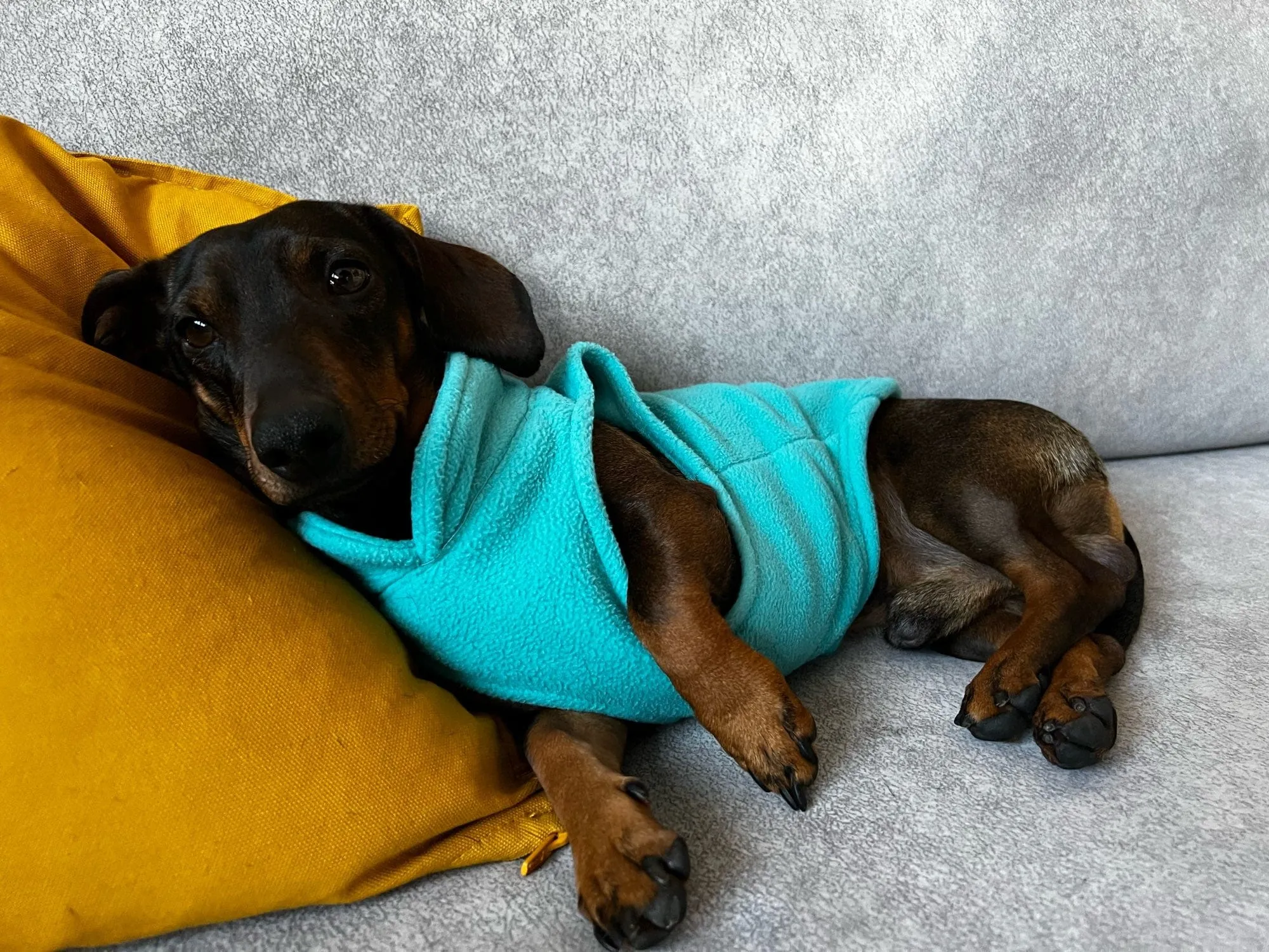 Fleece Dachshund Jacket