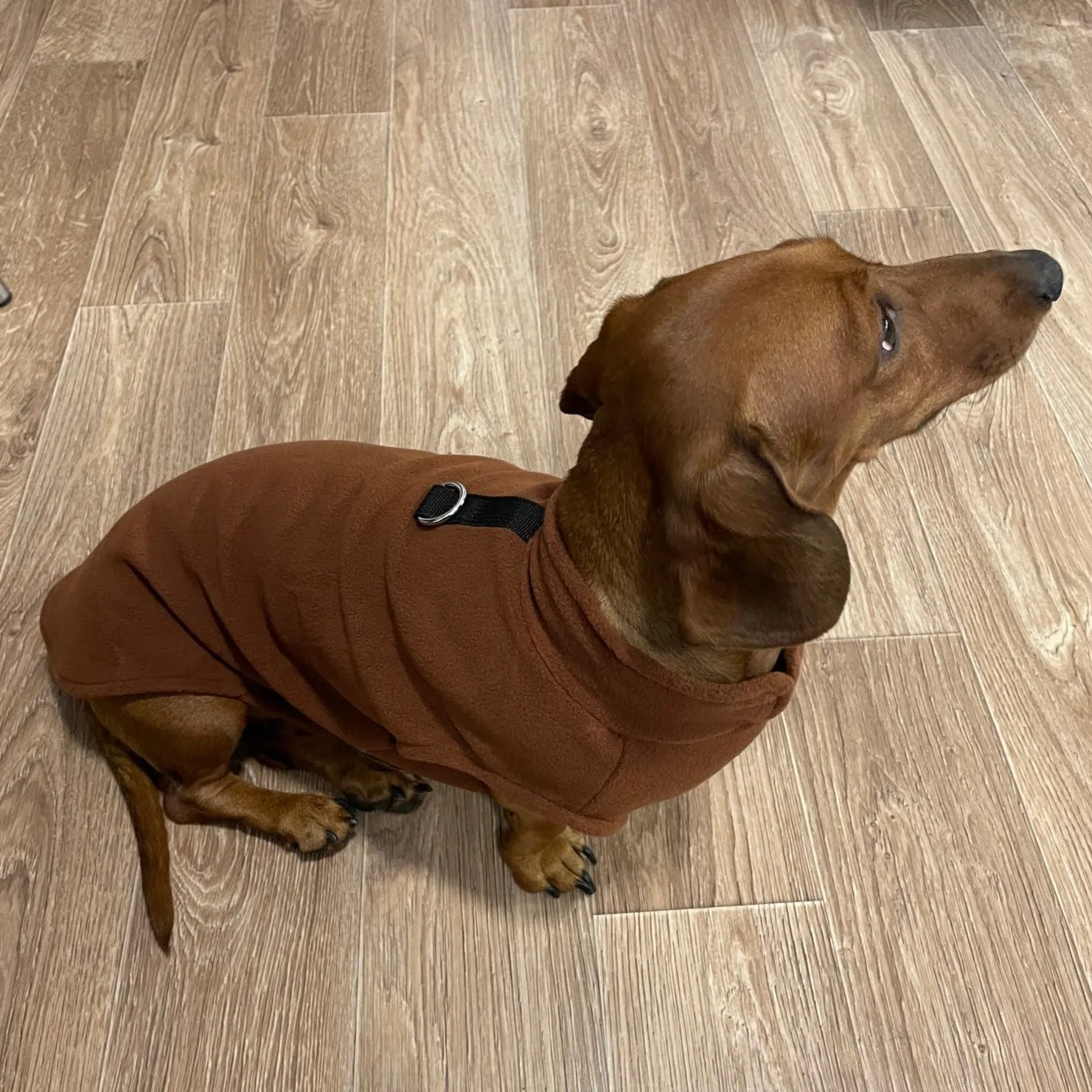 Fleece Dachshund Jacket