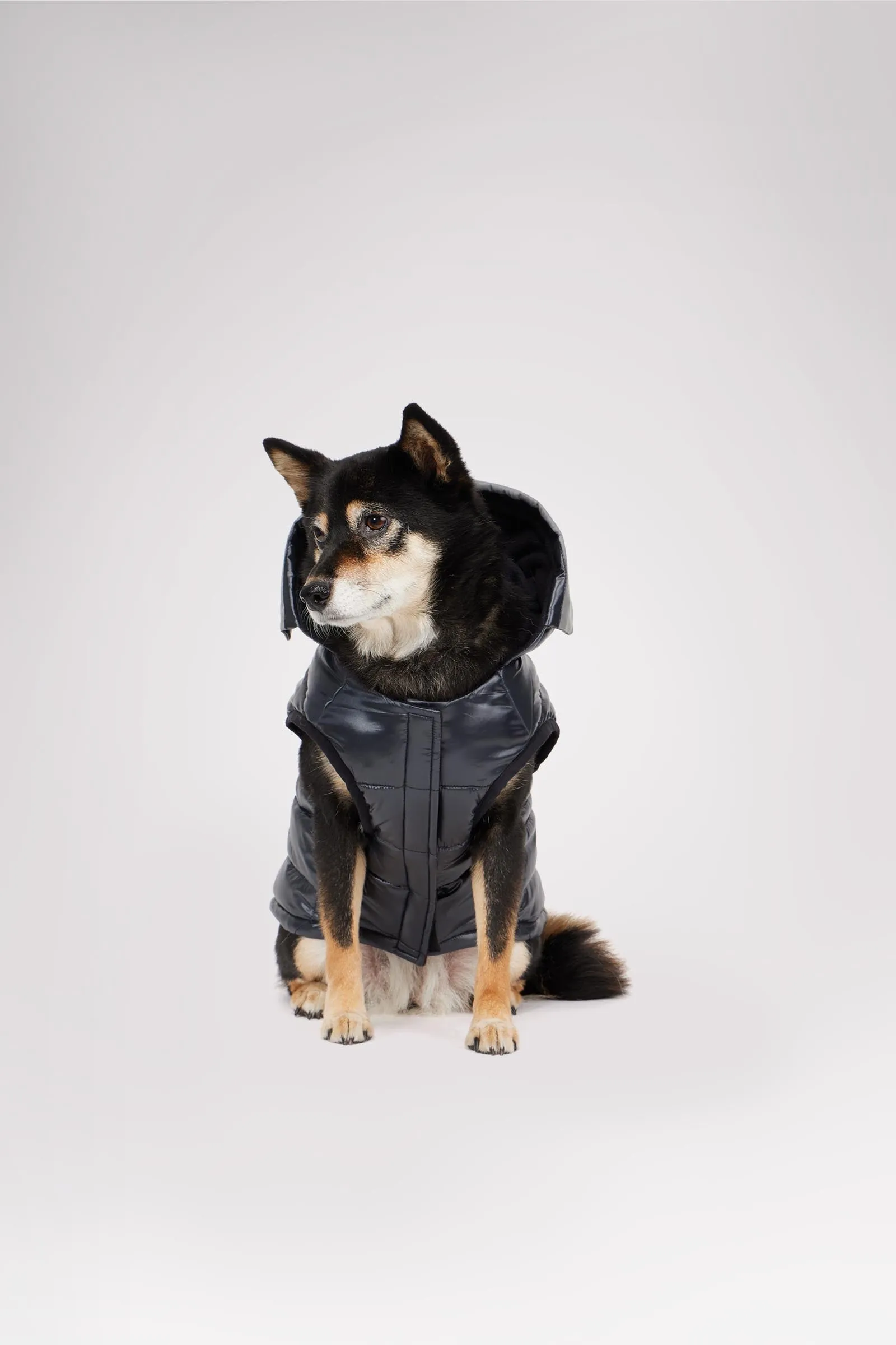 Miles Quilted Coat with reflective Visor for Dogs