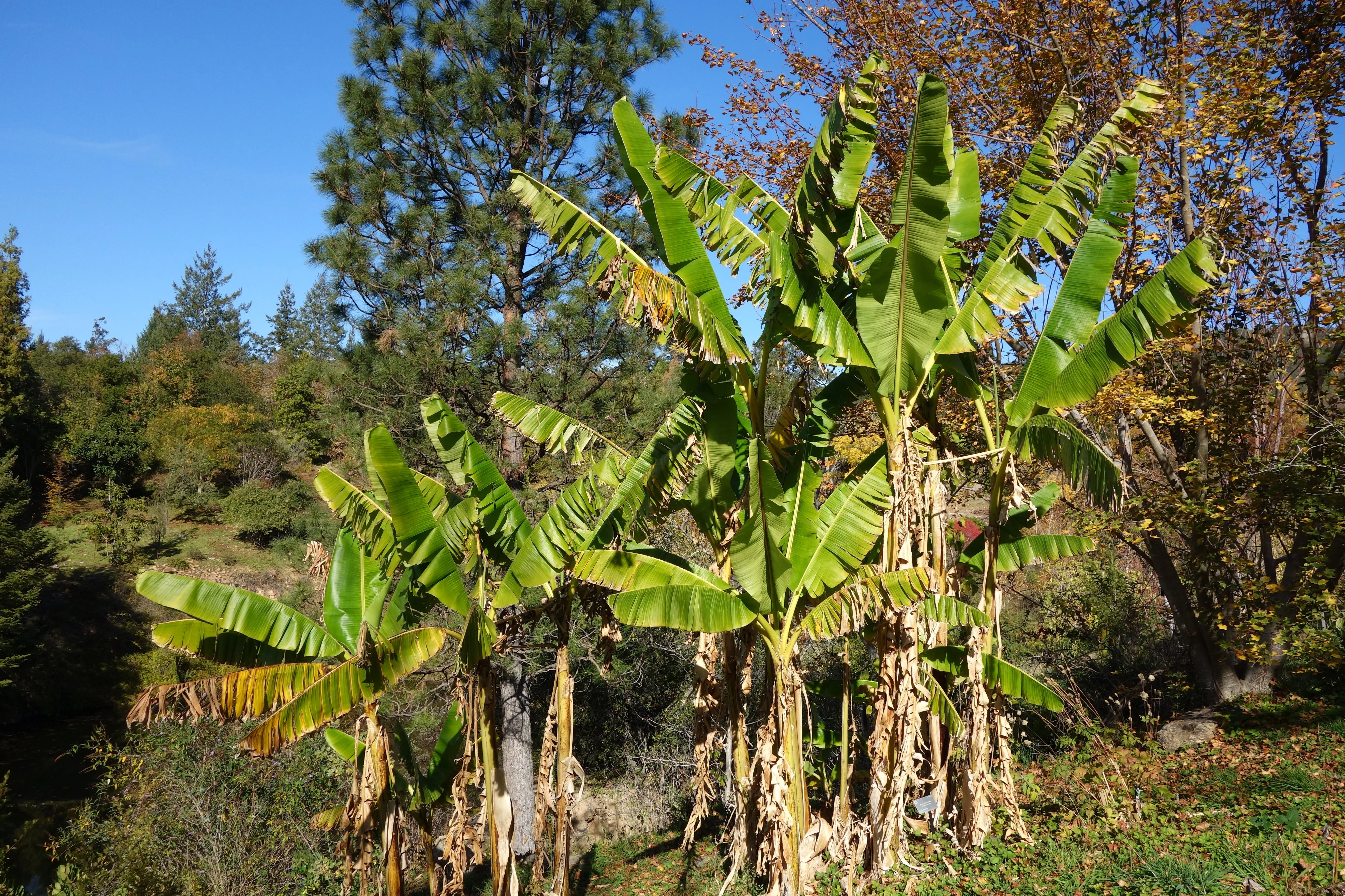 Sikkim Hardy Banana Musa sikkimensis 5 Seeds  USA Company