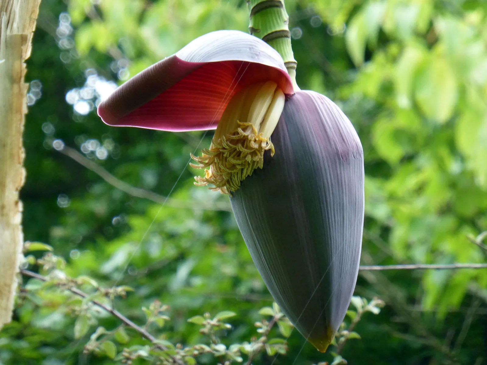 Sikkim Hardy Banana Musa sikkimensis 5 Seeds  USA Company