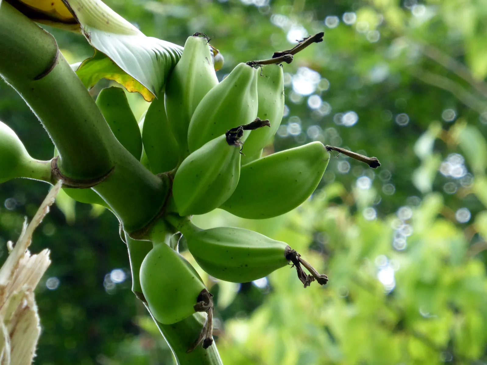 Sikkim Hardy Banana Musa sikkimensis 5 Seeds  USA Company