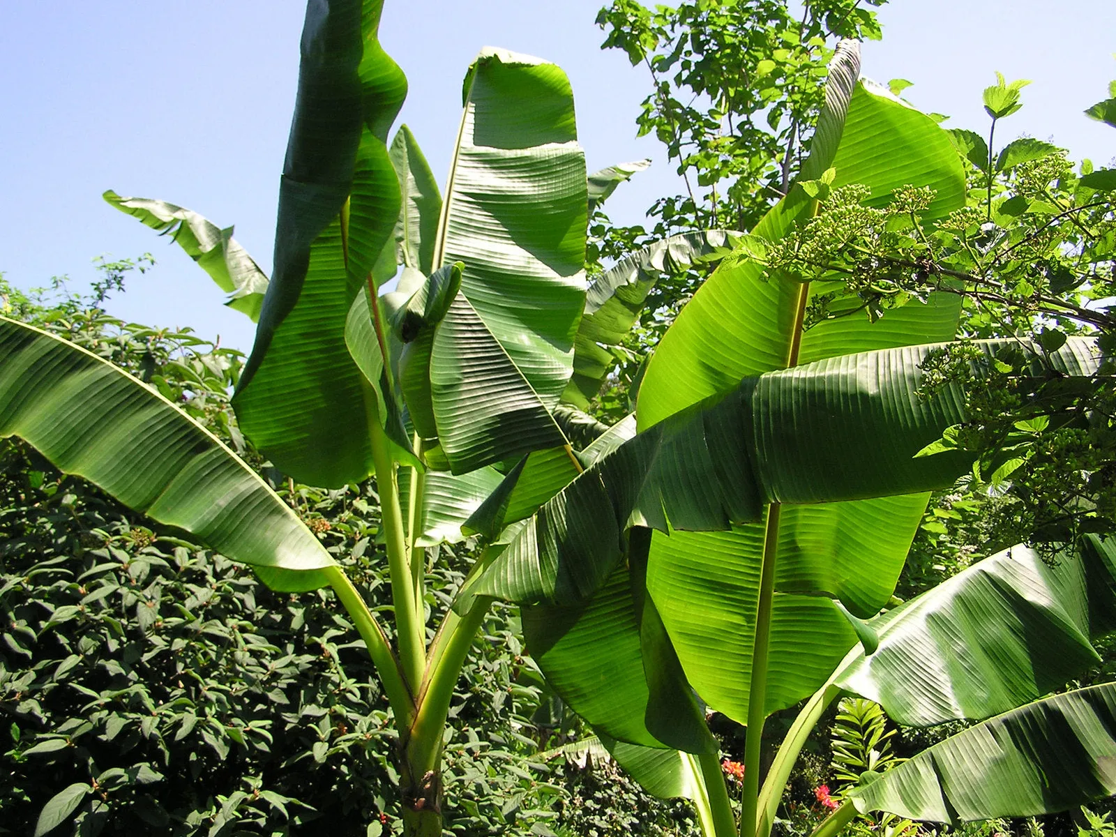 Sikkim Hardy Banana Musa sikkimensis 5 Seeds  USA Company