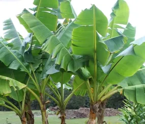 Sikkim Hardy Banana Musa sikkimensis 5 Seeds  USA Company